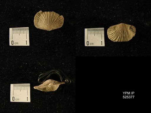 undet. Hesperorthidae