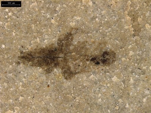 Heteroptera?