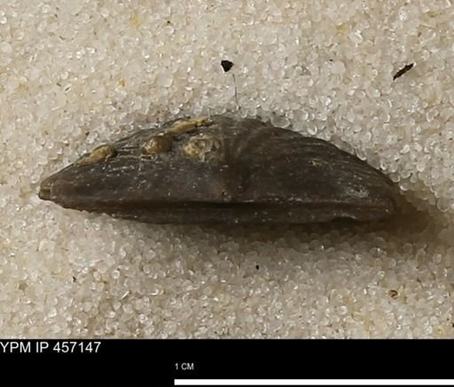 Stropheodonta sp.