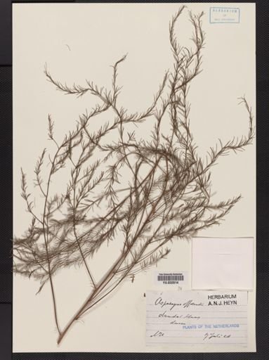 Asparagus officinalis