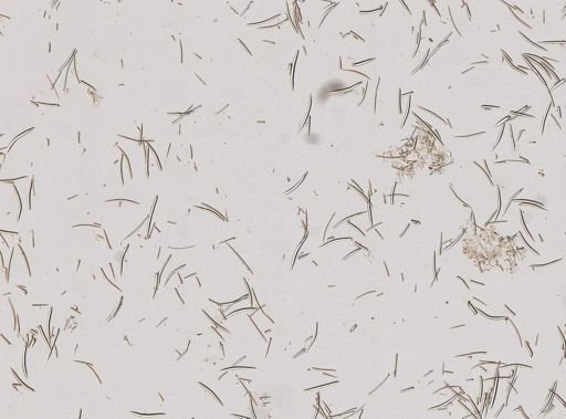 Axinella polycapella