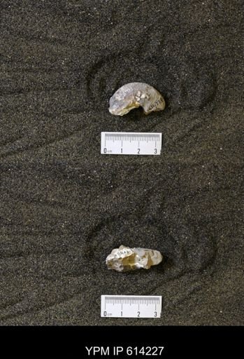 Hoploscaphites sp.