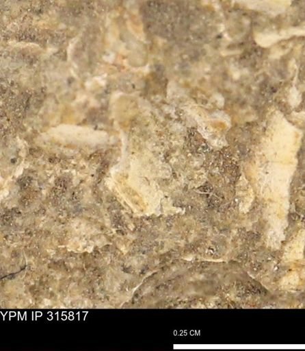 undet. Mollusca