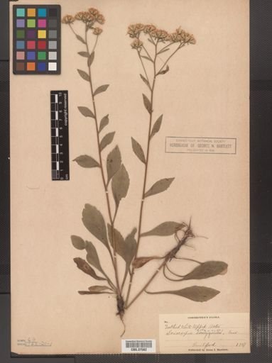 Sericocarpus asteroides
