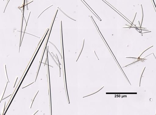Polymastia boletiformis