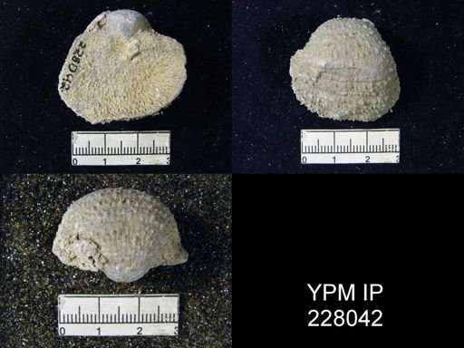 Juresania symmetrica