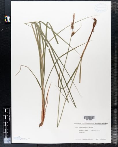 Carex