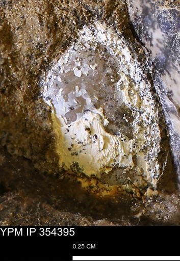 undet. Mollusca