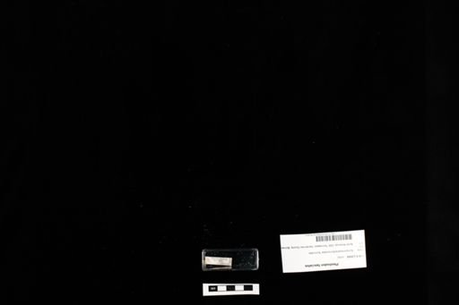 Plestiodon fasciatus