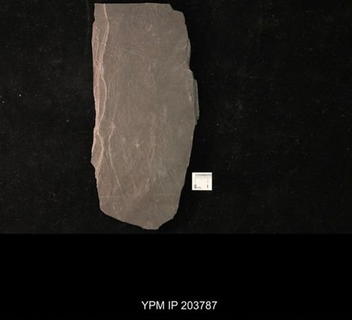 Calycanthocrinus decadactylus