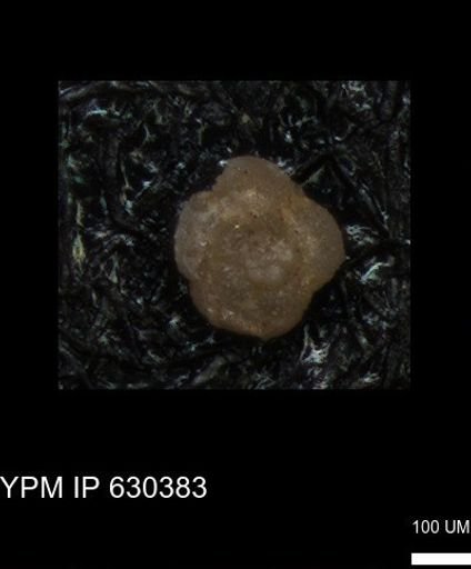 undet. Foraminiferida