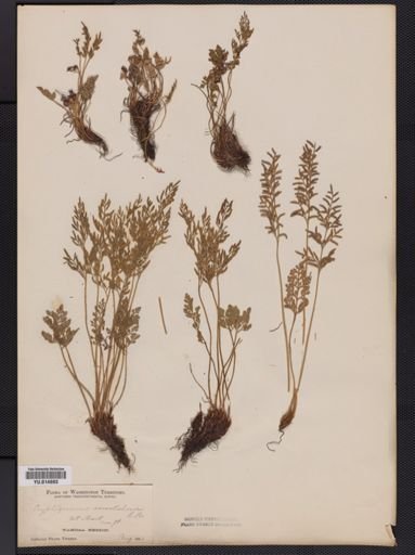Cryptogramma