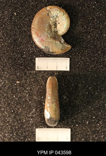 Hoploscaphites nicolletii