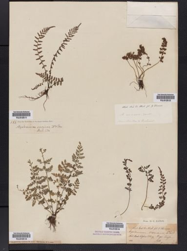 Asplenium