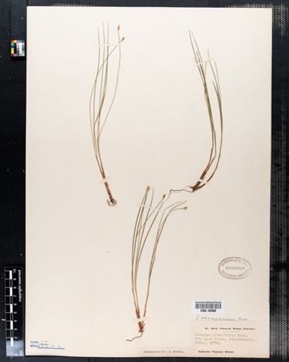 Trichophorum planifolium
