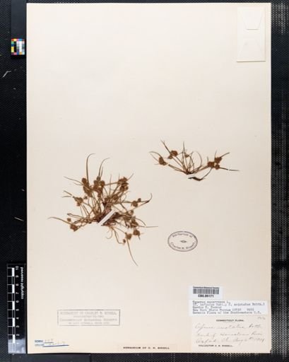 Cyperus squarrosus