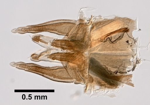 Leptophlebia cupida