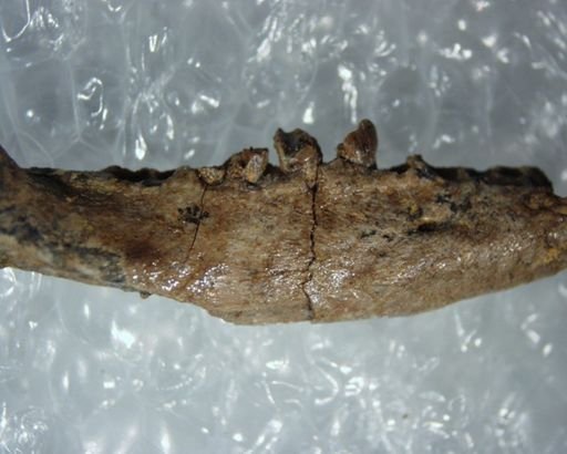 Adapisoricidae