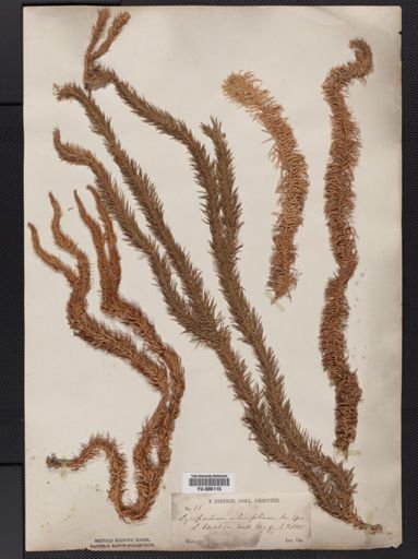 Lycopodium