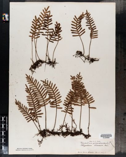 Polypodium polypodioides