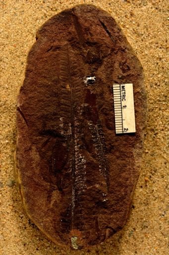 Pecopteris