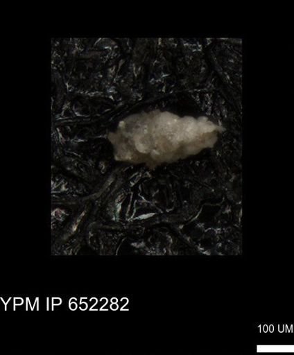 undet. Heterohelicidae