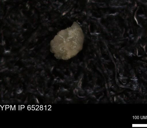 undet. Foraminiferida