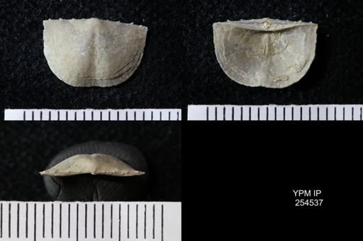 Chonetes sp.