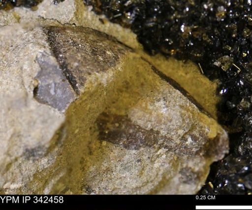 undet. Mollusca
