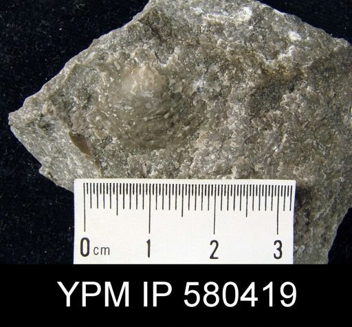 undet. Strophomenida