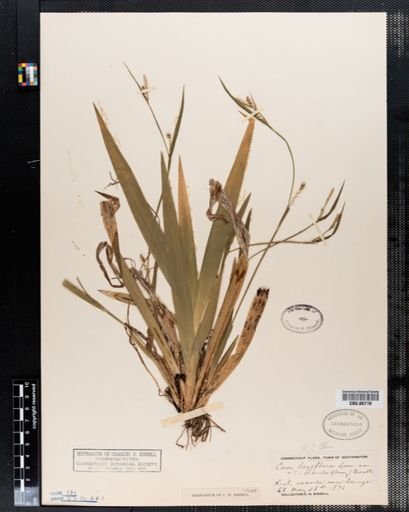 Carex laxiflora