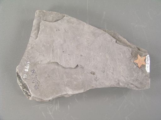 Zamites occidentalis