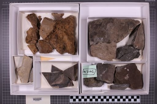 mixed taxa, stratigraphic collection