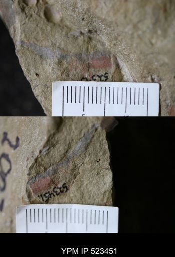 undet. Hyolithida