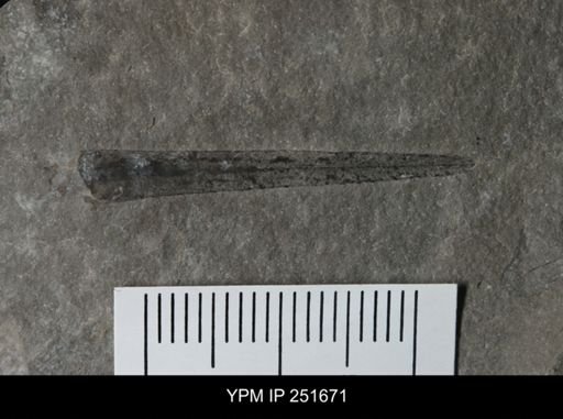 Eurypterus sp.