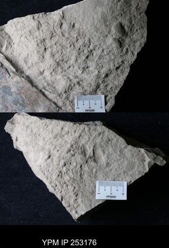undet. Bivalvia