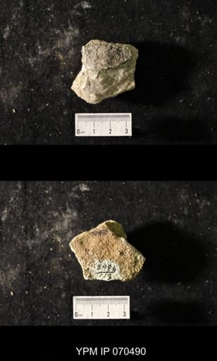 Favosites louisvillensis
