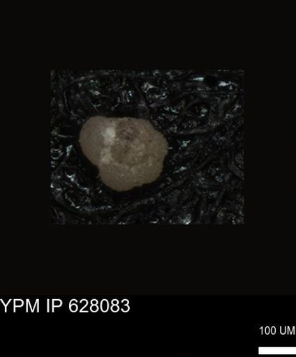 undet. Foraminiferida