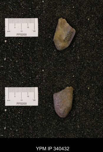 Ostrea glabra