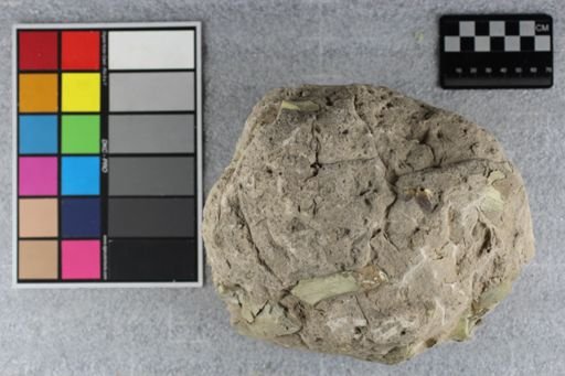 Hyracodon sp.