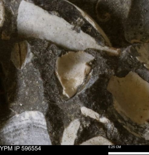 Protocardia?