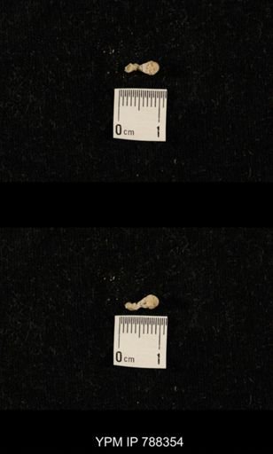 taxon undetermined