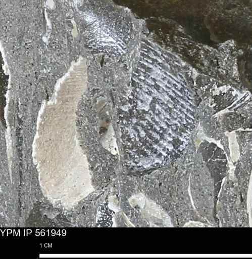 Oxytoma (Hypoxytoma) nebrascana