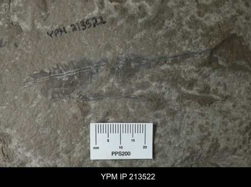 Metaconularia sp.