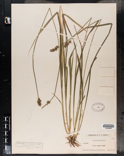 Carex stipata