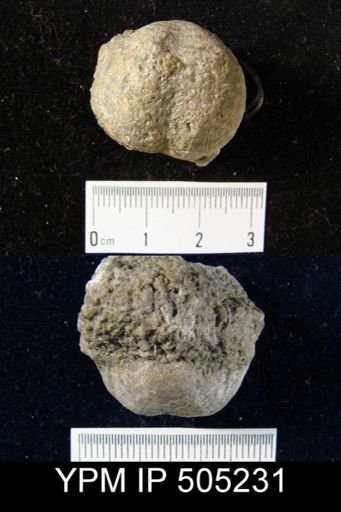 Marginifera lasallensis