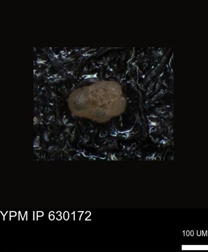 undet. Foraminiferida
