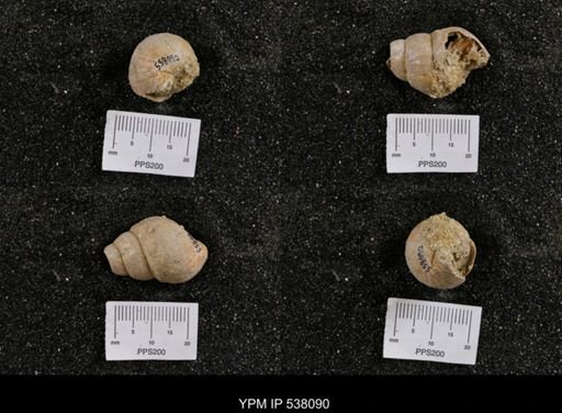 Campeloma nebrascensis