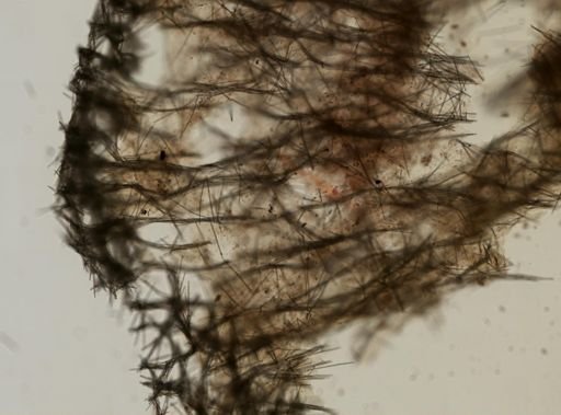 Halichondria panicea