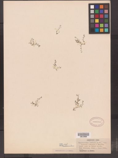 Callitriche deflexa